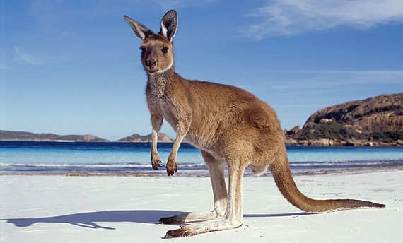 Kangaroo-Island.jpg