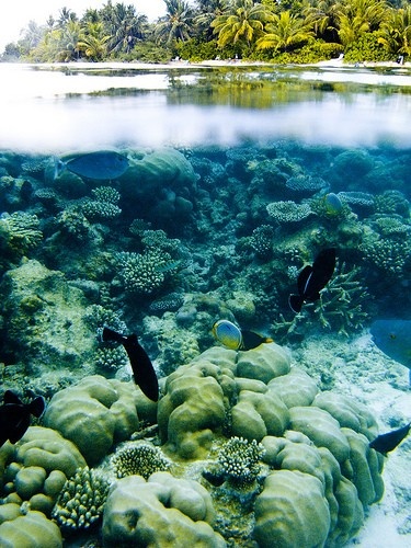 Coral islands ,maldives2